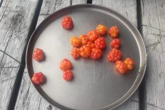 Klimpfjäll – Ankarede – Gäddede | Schweden