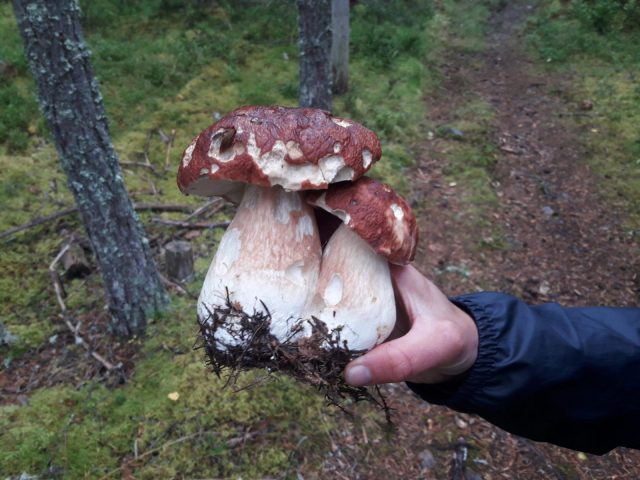 Steinpilz Schweden