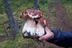 Steinpilz Schweden